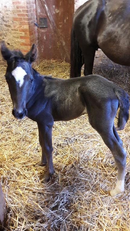 Au Fer A Cheval Hotel Gandelain Eksteriør billede